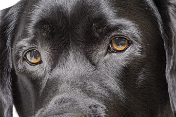Dog's eyes close up. Eyes of a dog of the Labrador Retriever breed, black color, isolate on white.