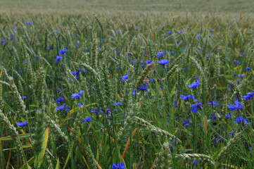 lots of cornflowers in the wheat field
