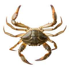 Intricate Brown Crab Anatomy  Symmetrical Pose On Transparent Background