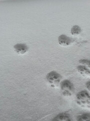 Wild Cat Tracks in Fresh Snow