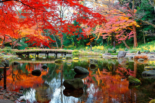 Scenery of fiery maple trees & colorful autumn leaves reflected in the peaceful water of a pond in Koishikawa Korakuen, a traditional Japanese garden famous for brilliant fall foliage in Tokyo, Japan