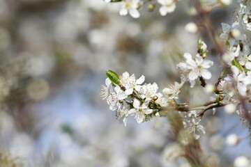 Obraz premium flowering tree