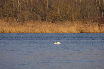 A white swan swims on the surface of a pond. There is a reed in the background.