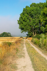 country road with an oak tree surrounded by harvested wheat fields, background rural landscape concept