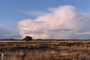 Dramatic cloudscape over Dutch heathland with lone trees in winter light