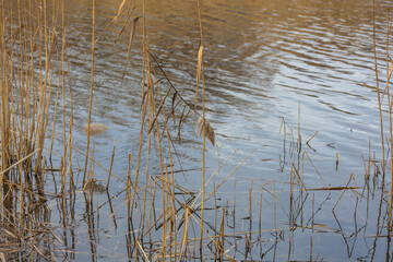 Dry long grass grows near the surface of a pond