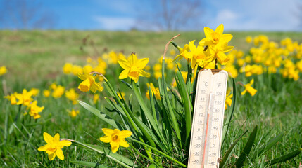 Thermometer with daffodils flowers, blue sky and sun, measure the temperature, weather forecast, sunny day in spring