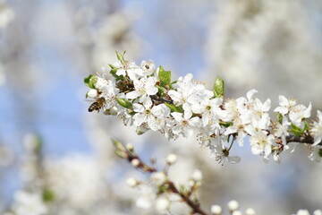 bee and flowering tree