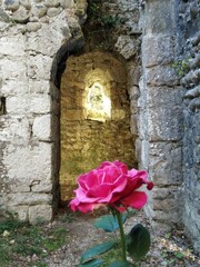 roses in the old wall