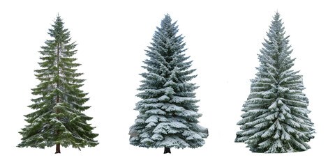 Obraz premium Three Different Views of Snow-Covered Pine Trees in Winter, Captivating Nature Shots, PNG Transparent