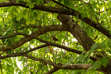 Bird Resting on a Tree Branch