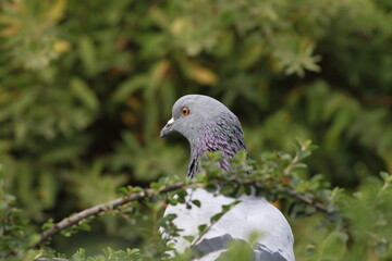 Fototapeta premium Common pigeon