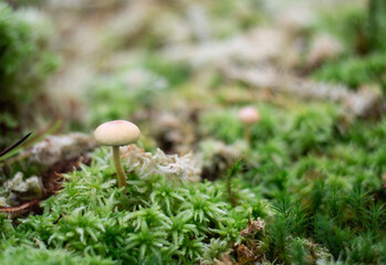 Stropharia semiglobata mushroom growing in the forest on a mossy ground