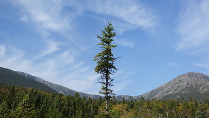 Pine Tree