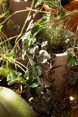 Home gardening, growing house plants on balcony or terrace, sellective focus