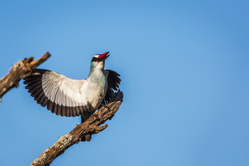 Woodland kingfisher standing on a branch spreading witngs isolated in blue sky in Greater Kruger...