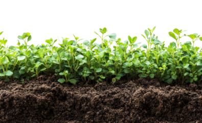 Growing plants in soil nature isolated on transparent background png
