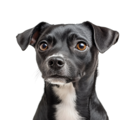 Curious dog portrait pet animal expression isolated on transparent background png