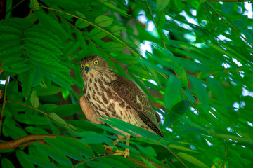 Hawk on a tree branch