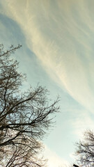 Beautiful white and blue sky with streaks and bare tree branches against the sky.