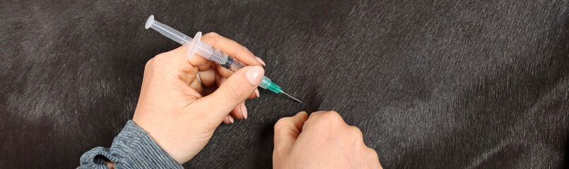 Close-up of an injection in the neck of a horse in panoramic format