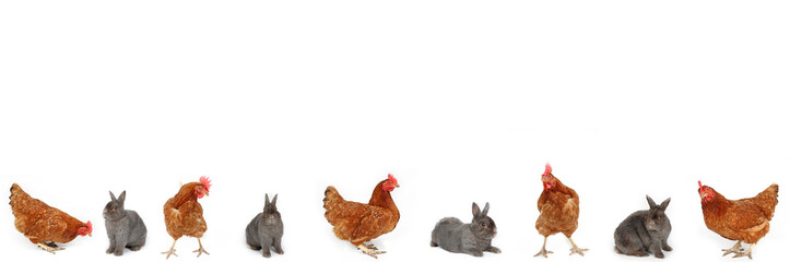 Several chickens and rabbits on a white background in panoramic format.