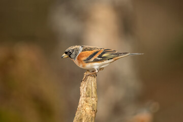 Brambling male, perched on a branch, in a forest in Scotland, close up in winter