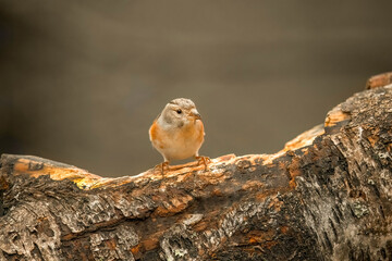 Brambling male, perched on a branch, in a forest in Scotland, close up in winter