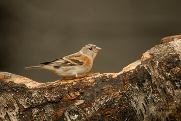 Brambling female, perched on a branch, in a forest in Scotland, close up in winter
