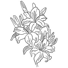 Simple flower outline illustration for coloring book