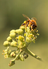 l'Abeille