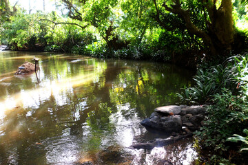 Naklejka premium River in the forest beautiful forest with River