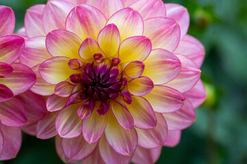 Delicate pink dahlia flower. Gardening, perennial flowers, landscaping.