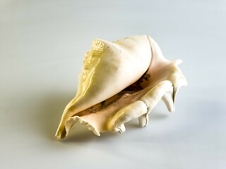 Lambis Truncata shell. White background