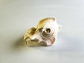 Close-up shell of a Lambis Truncata mollusk on a white background