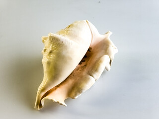 Naklejka premium Lambis Truncata mollusk shell on a white background