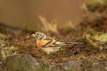 Brambling male, in a forest in Scotland, close up in winter