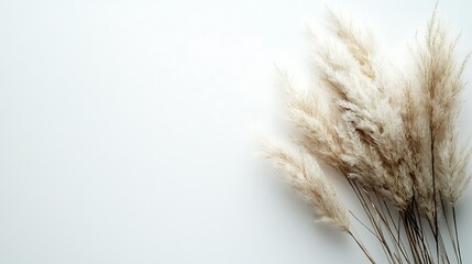 Pampas grass bouquet on white background, minimalist design