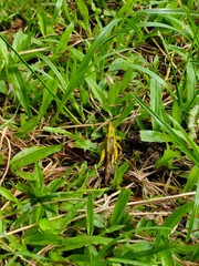 Grasshopper among grass
