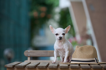 Portrait of a small white Chihuahua dog with a shallow depth of field, sitting on a wooden table next to a summer hat.