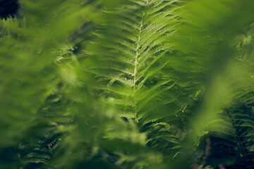 Unfocused background of a green fern on a forest background. Dense green vegetation. There is a place to copy. High quality photo