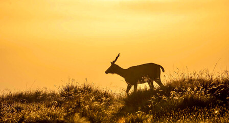 deer in the sunset