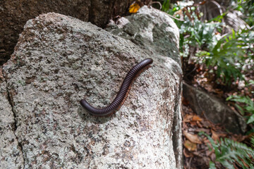 Der Seychellen-Riesentausendfüßler auf einem Granitfels  - Sechelleptus seychellarum - Seychelles...