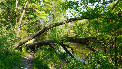 drzewo kłaniające się w pas © rob