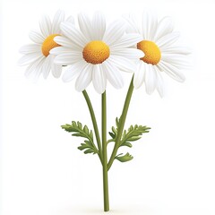 Fototapeta premium Bunch Of White Daisies On White Background