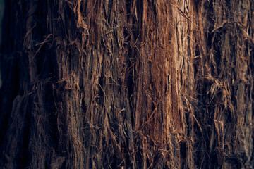 The villi of the bark are coarse in texture. The surface of the tree bark. The pattern and texture of tree bark. A background with space to copy. High quality photo