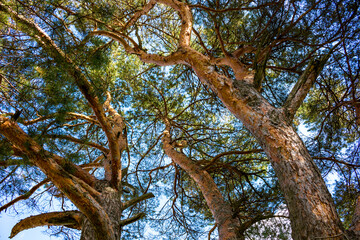 Crown of big pine tree, in nature