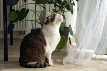 Happy white with gray cat relaxing at home. Fluffy pet is staring curiously. Cozy home, full body