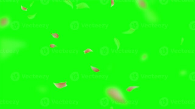 Red Rose Petals Falling on a Green Screen Background, Falling red rose flower petals chrome key