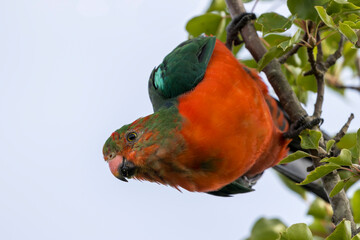 Photograph of an Australian King Parrot sitting and relaxing in a green leafy tree in the Blue Mountains in New South Wales, Australia.